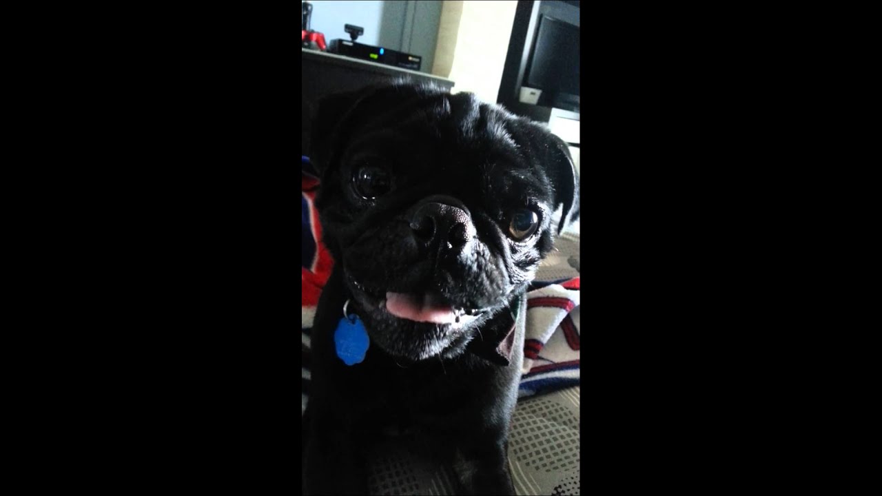 Pug making funny sounds #2