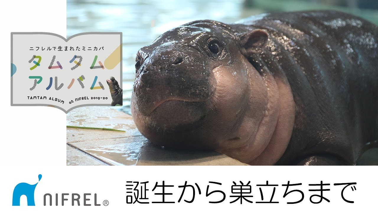 ミニカバ「タムタム」の誕生から巣立ちまで　From birth to fledgling of the Pygmy hippopotamus "Tam Tam"