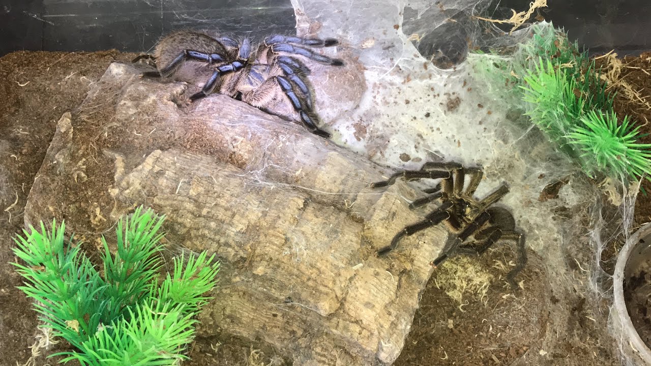 Harpactira Pulchripes Tarantula Pairing ( Golden Blue Leg Baboon Tarantula )