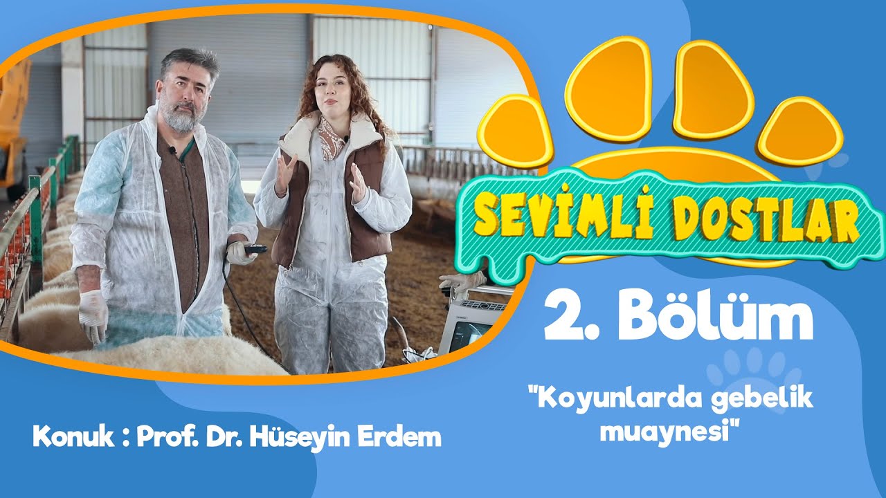 ''Koyunlarda Gebelik Muaynesi'' | SEVİMLİ DOSTLAR