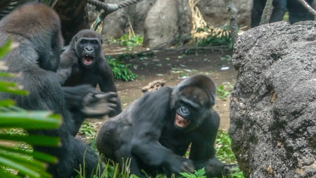 4-year-old gorilla Riki bravely challenges his silverback dad for Toto. #3/6 UENO ZOO 上野動物園ゴリラ（0070）