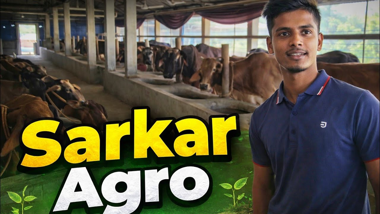 সরকার এগ্রো এর গরু, আগামী কুরবানী ইদের জন্য।
