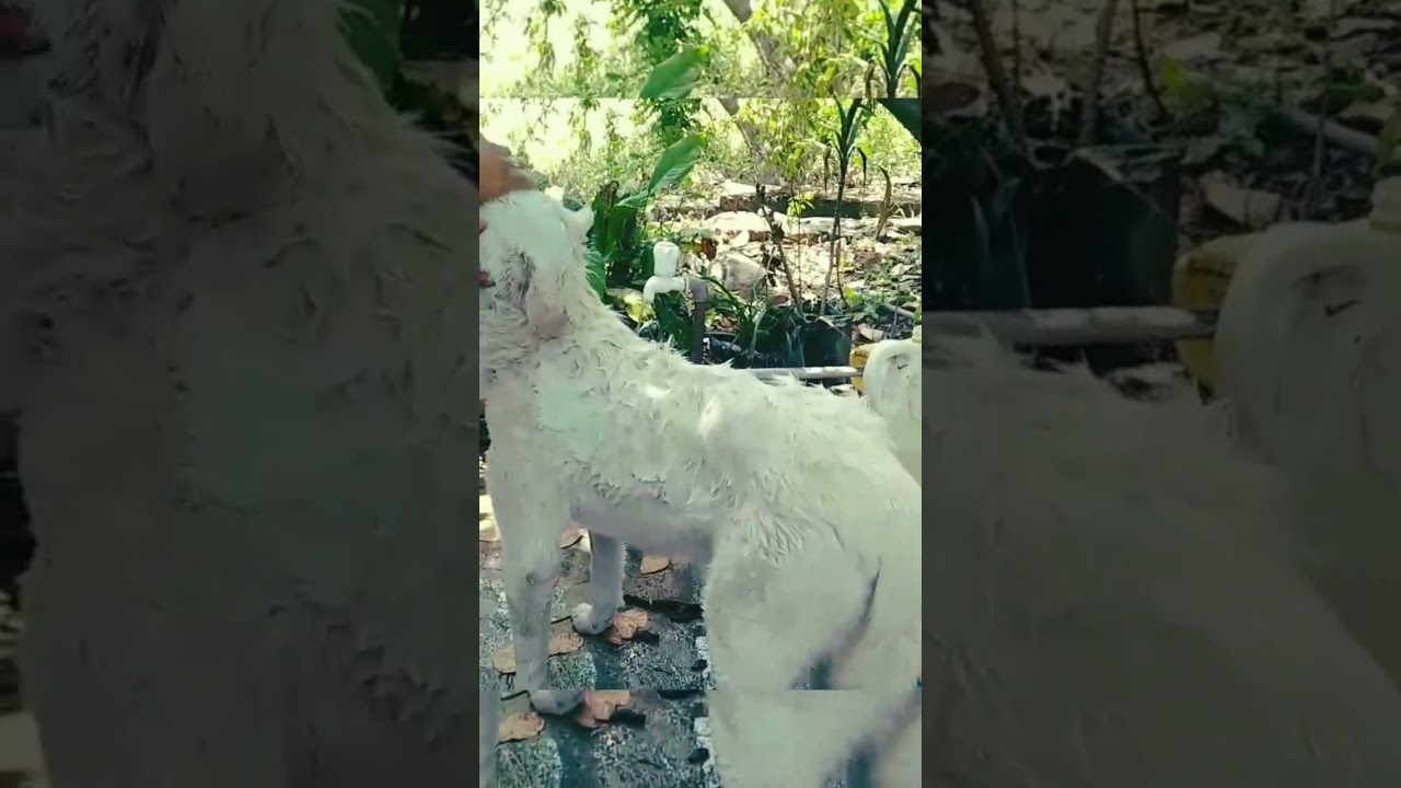 #petfun