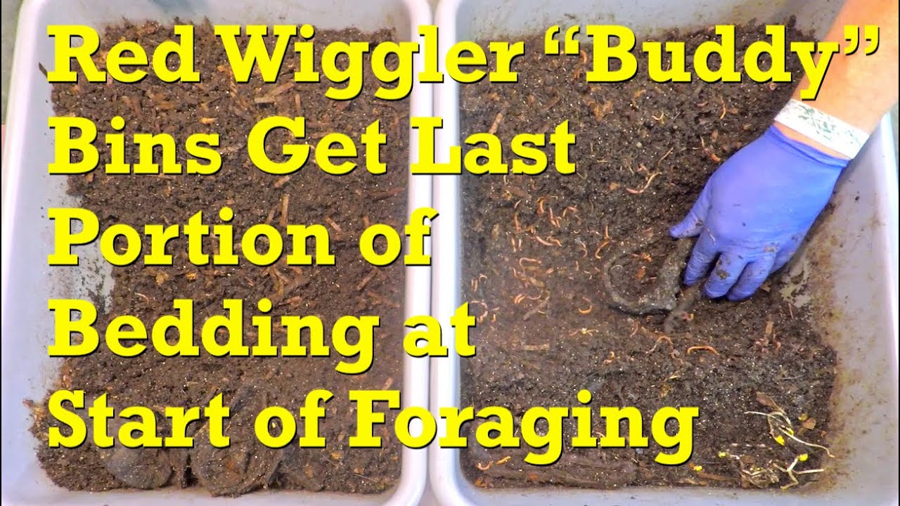 "Buddy" red wiggler worm bins (w gourds) begin their foraging phase - vermicompost