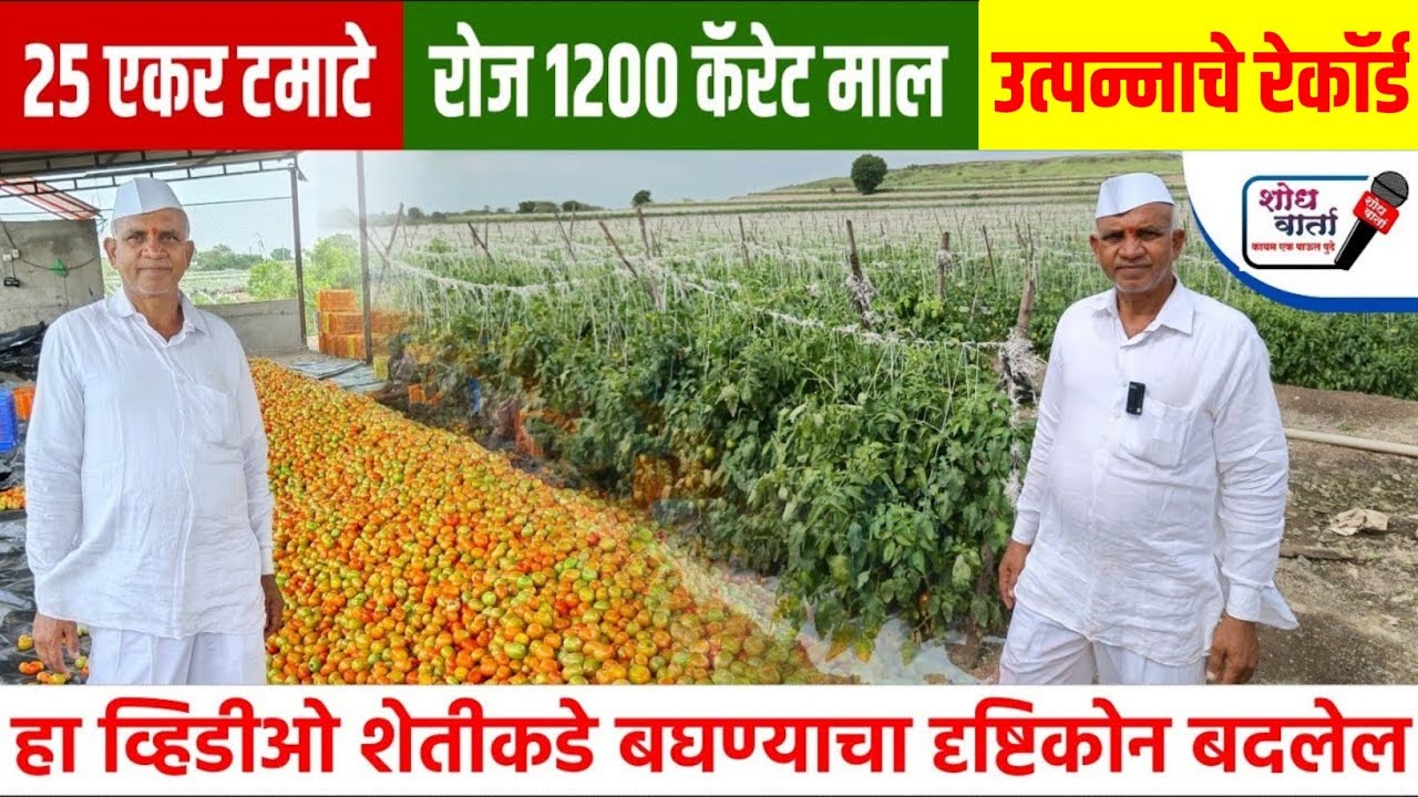 25 एकर टमाटे लागवड करणारा शेतकरी |Tomato farming | टोमॅटो लागवड | शोध वार्ता | shodh varta |