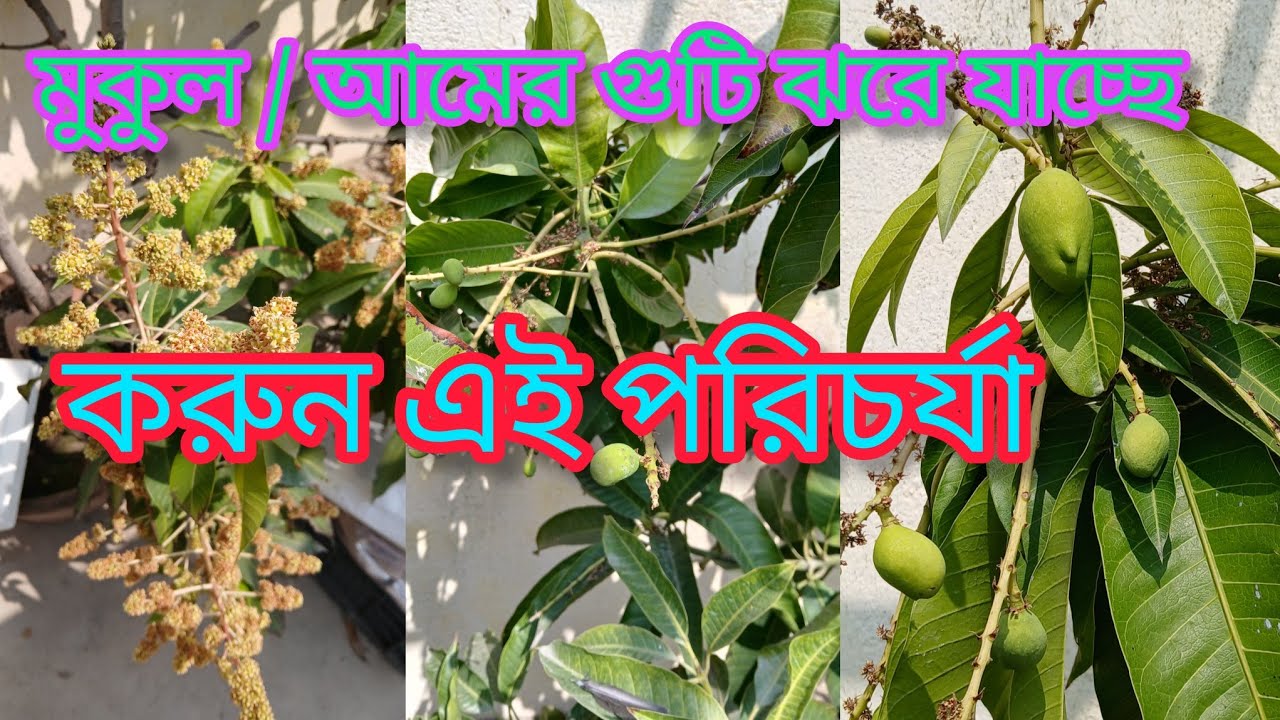 মুকুল / আমের গুটি ঝরে যাচ্ছে, এখনই করুন এই পরিচর্যা#mangotree#roofGarden#Gardentips# Gardenvlog#