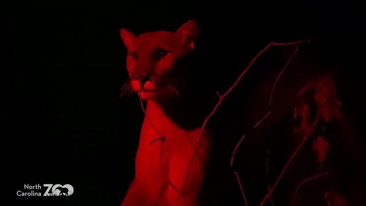 Zoo ED-ventures: The Zoo at Night!