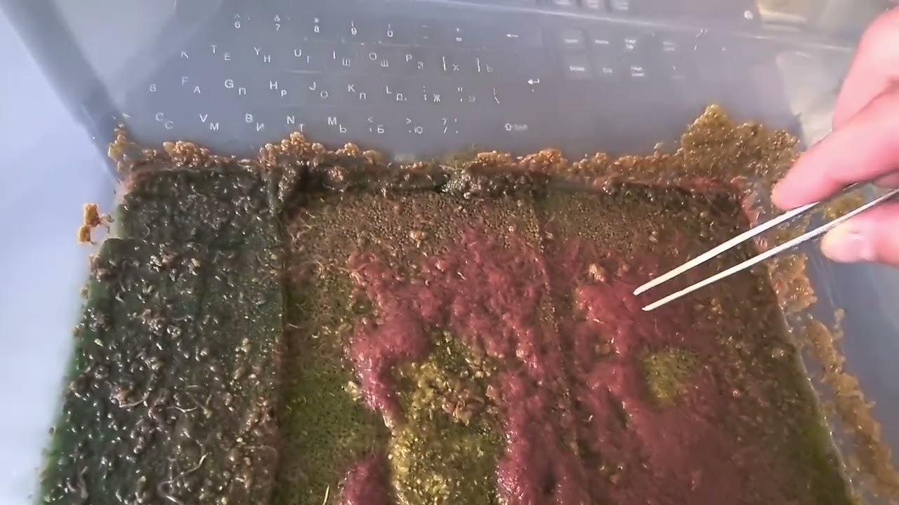 Кормовой червяк 