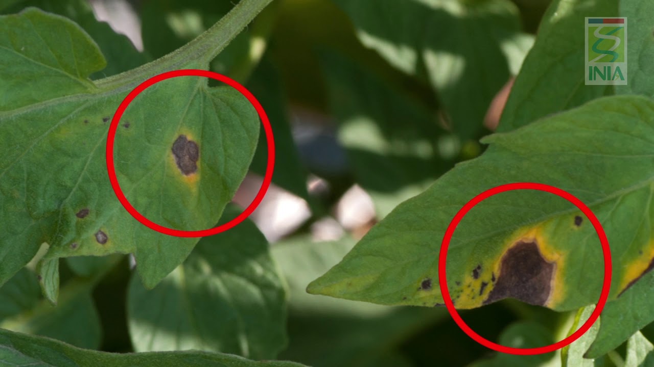 12.- Enfermedad Alternaria en tomate - tizón temprano