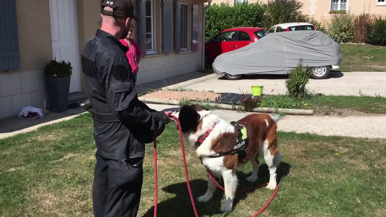 Fax saint Bernard agressif/dangereux part 1