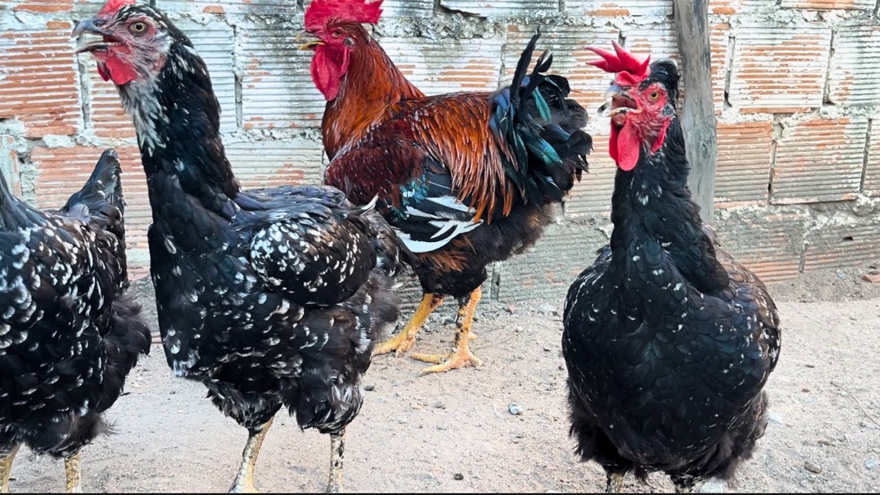 A Criação de Galinhas Balão de Grande Porte é a Nova Baía de Reprodução #sertanejo 