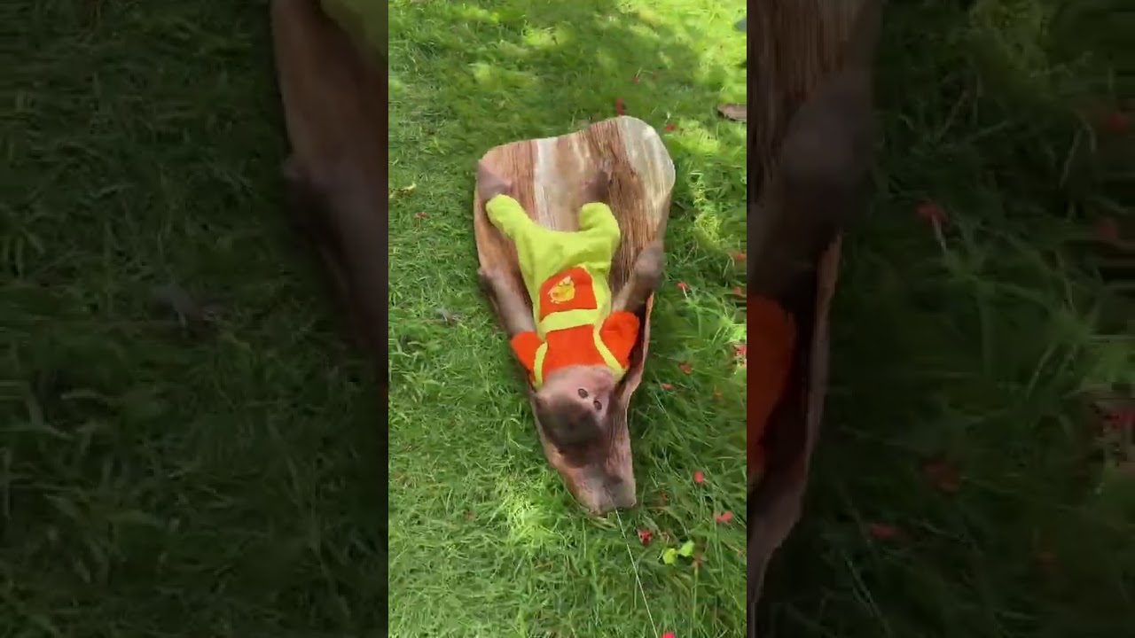 Monkey Mynu has fun sliding on the grassy hill.#animal #monkey #pets #monkeydluffy