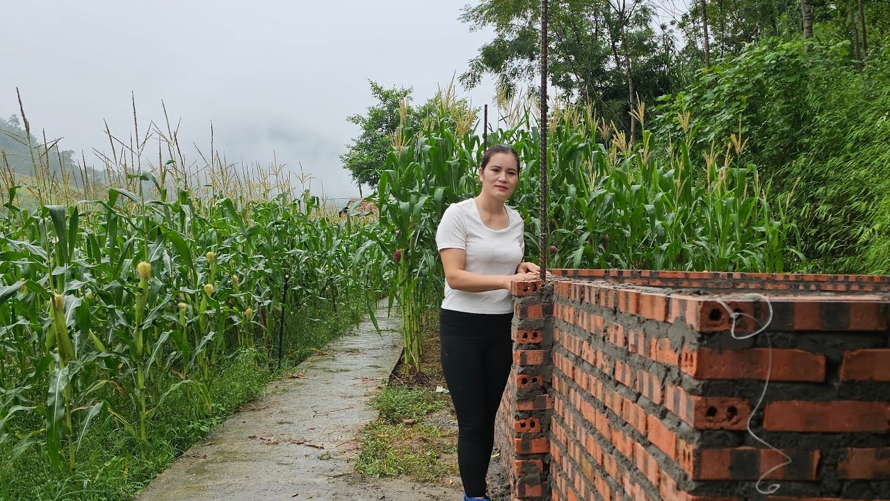The return after a while. Build another barn to raise pigs. NGUYEN THI MUOI