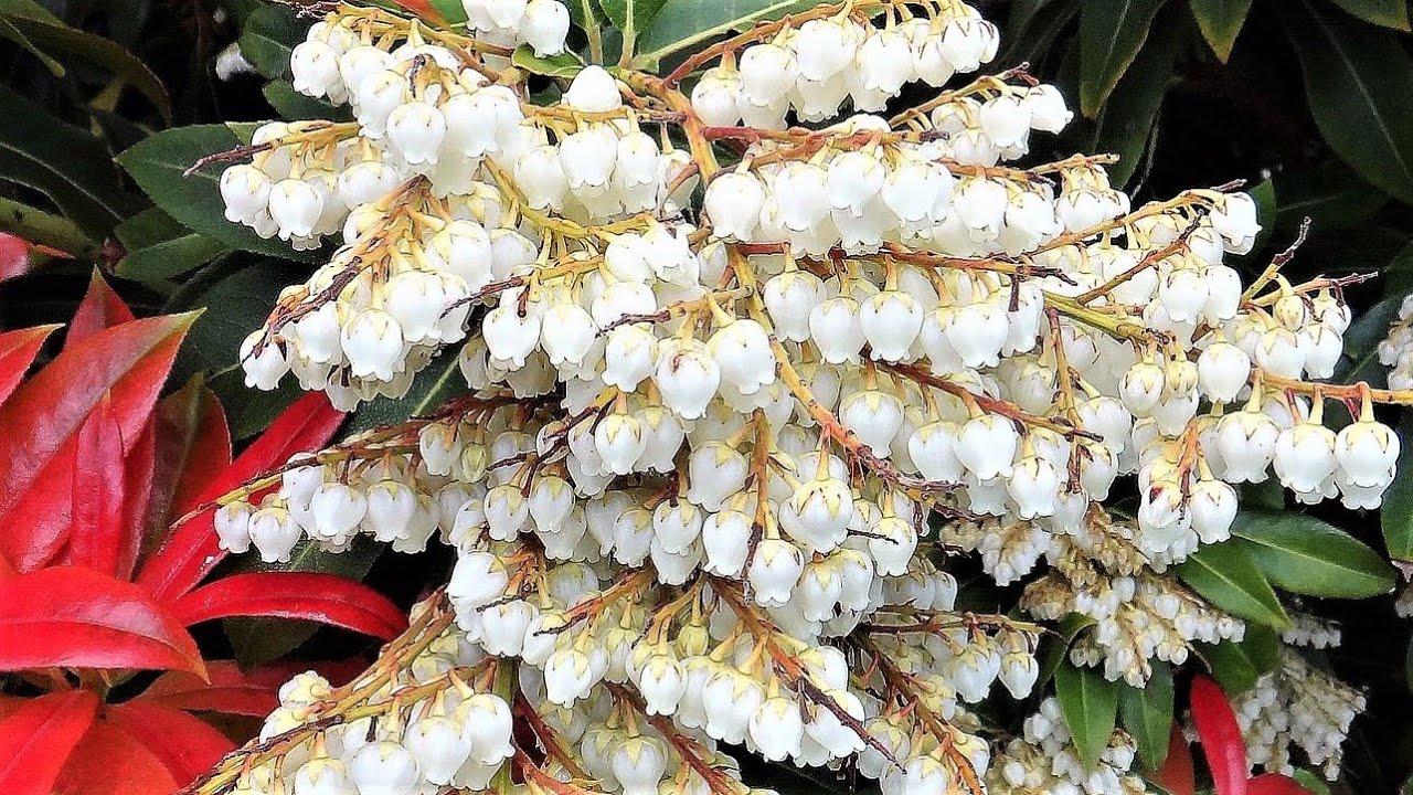 НЕПОВТОРИМОЙ КРАСОТЫ яркий вечнозеленый кустарник с изысканным ароматом!