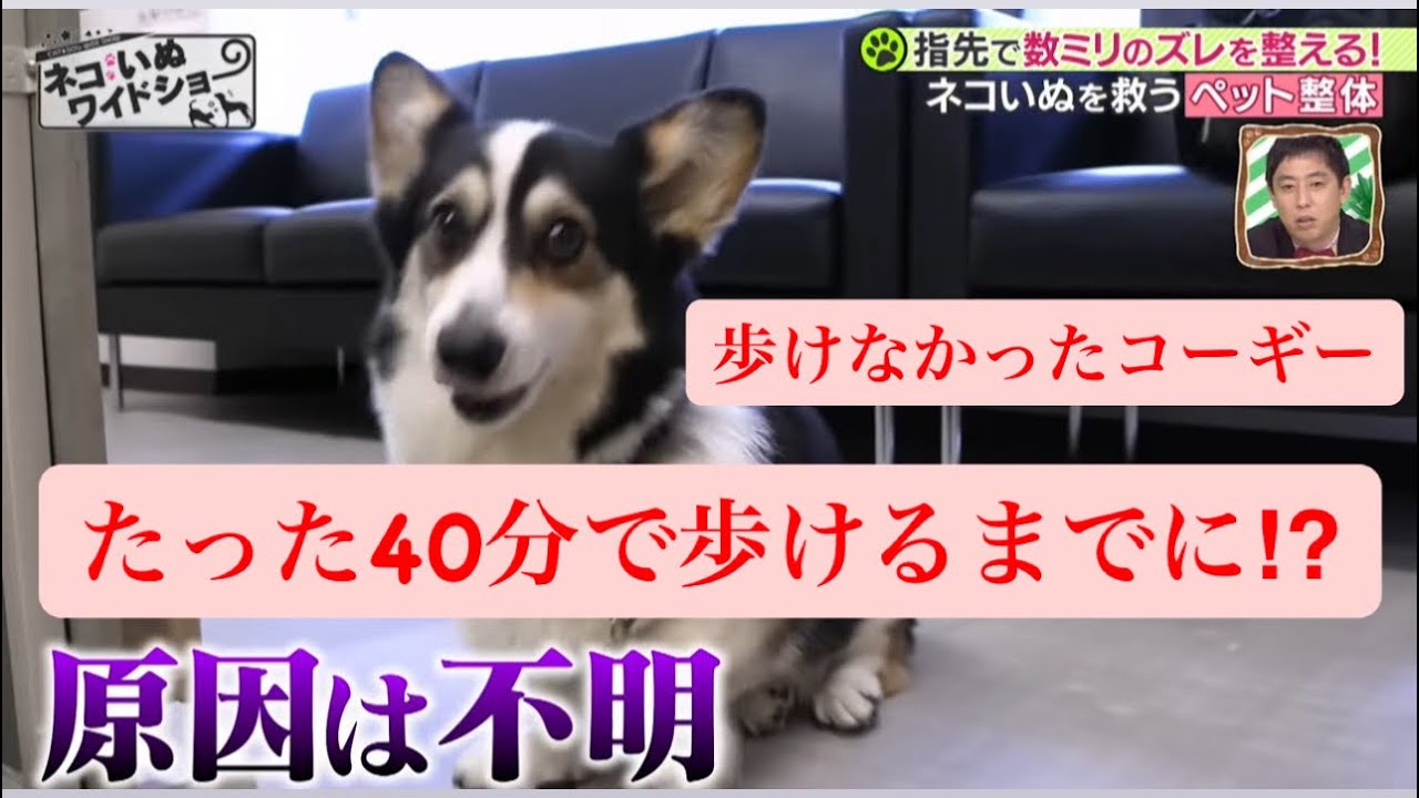 【奇跡の回復】歩けない犬が施術直後に歩ける姿に奇跡！ゴットハンド！と絶賛の嵐　『東郷流ペット整体』