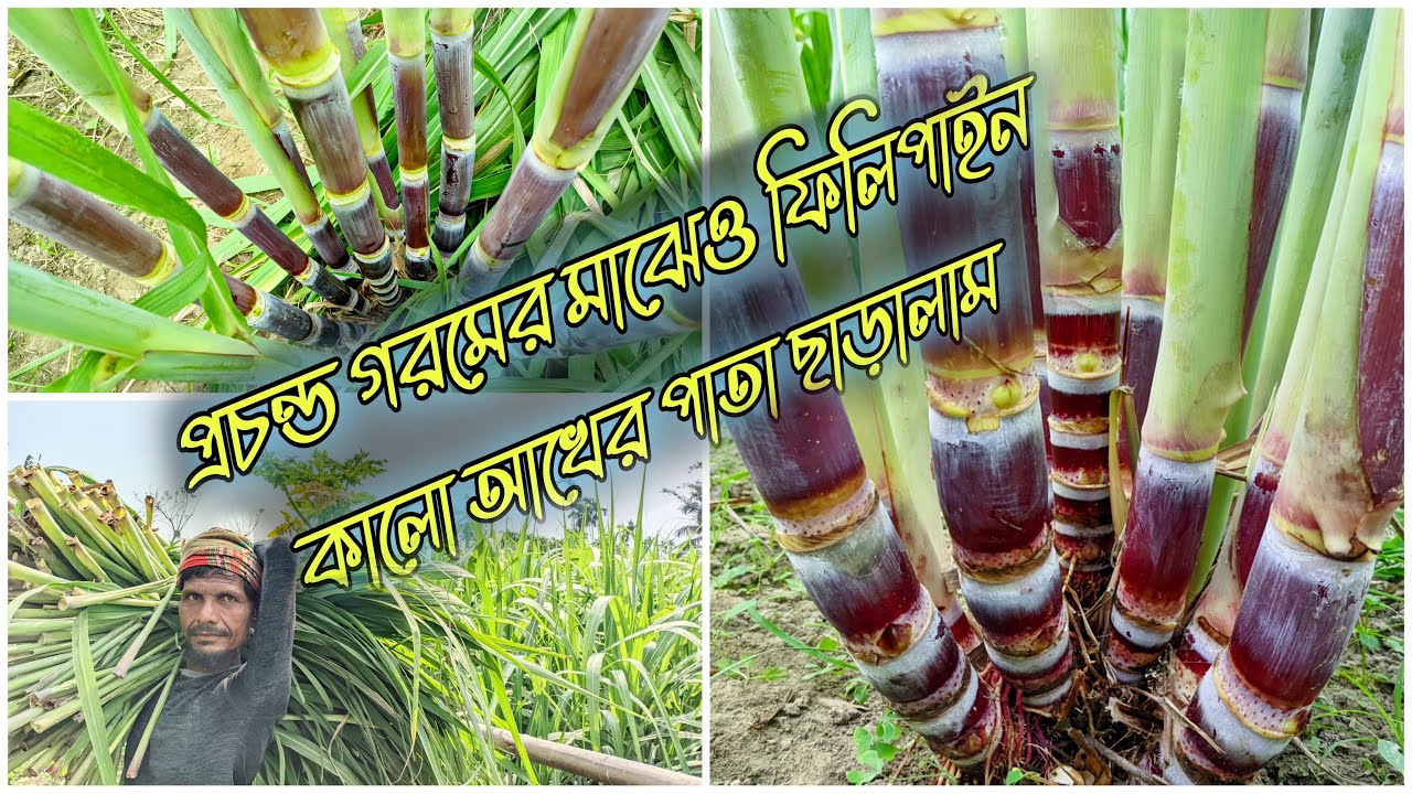 প্রচন্ড গরমের মাঝেও ফিলিপাইন কালো আখের পাতা ছাড়ালাম। Philippines black sugarcane farming
