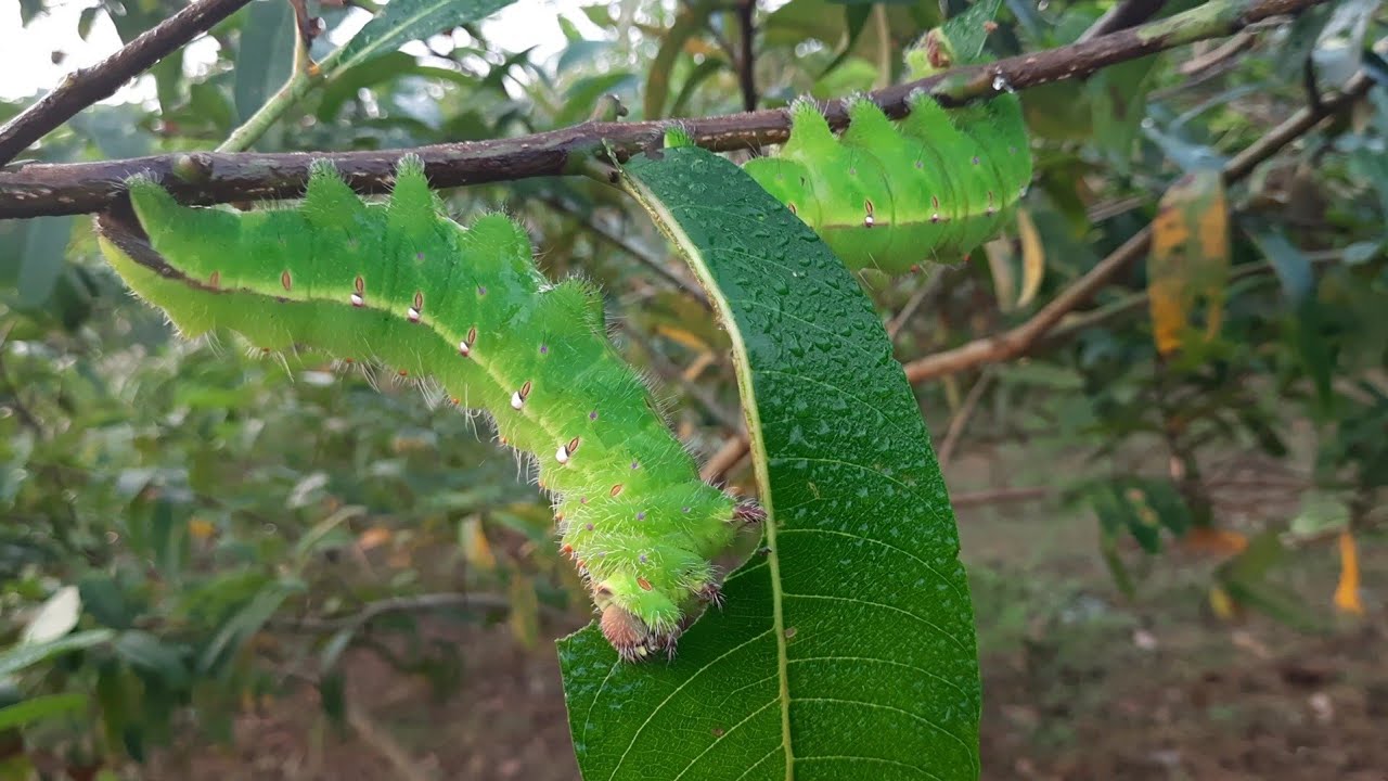 #Tasar silkworm releasing silk to form cocoon.🐛🐛
