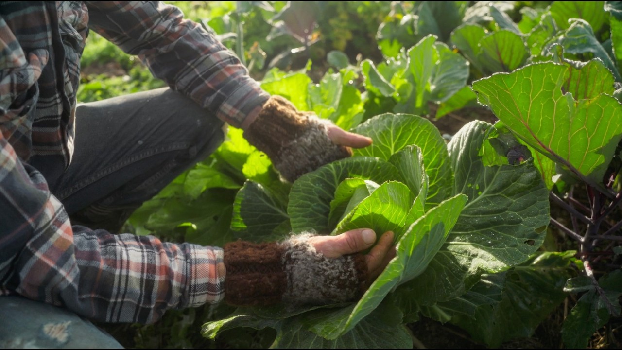Farm Yarns | Levenvale Farm & Bello Beef - Farming without chemicals in Bellingen, NSW