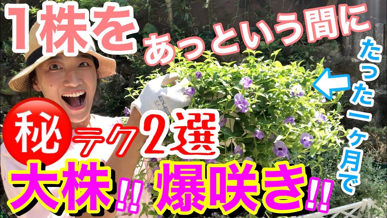 【㊙️テク公開】たった1ヶ月で抱えきれないくらい大株にする秘法😎/ トレニアが凄いことに‼️ / 宿根草も挿し木1年目から爆咲きする方法/ 集団挿し木って⁉️😆【ガーデニング】