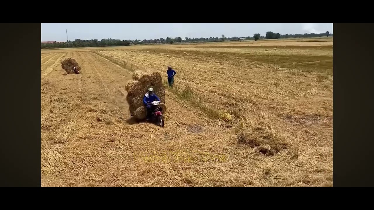 TRY NOT TO LAUGH // best funny funny video / 