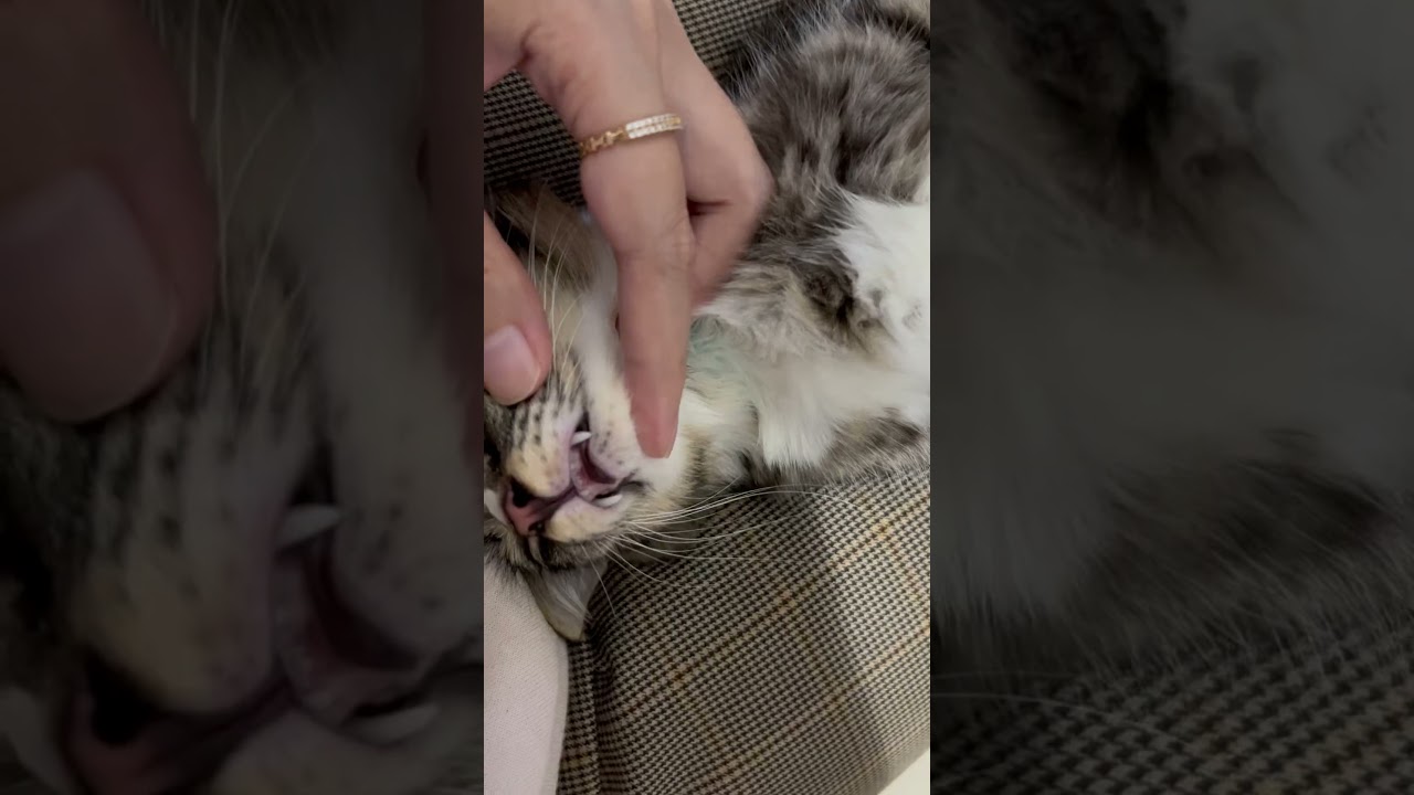 Gigigigi😬😺🦷 