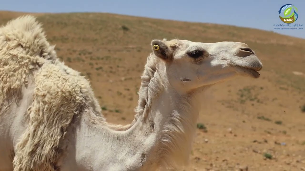 المركز الوطني للبحوث الزراعية