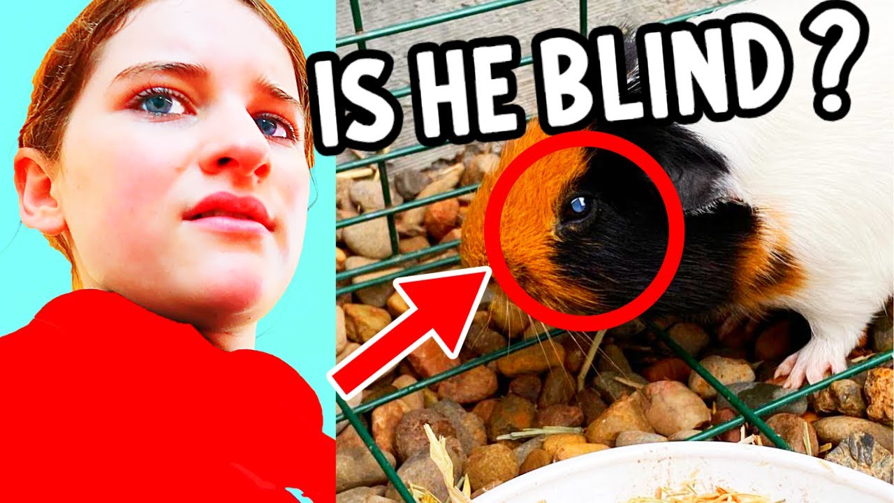 SOMETHING'S WRONG WITH NAZ'S GUINEA PIG... w/The Norris Nuts