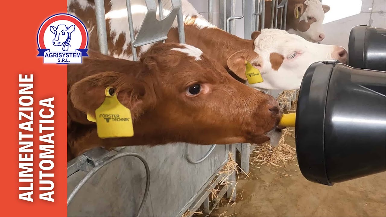 Calf Rail sistema di alimentazione vitelli - Agrisystem Srl