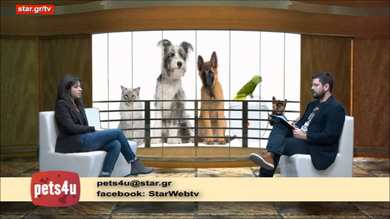 To doggrin.gr &sigma;&tau;&omicron; Pets4u