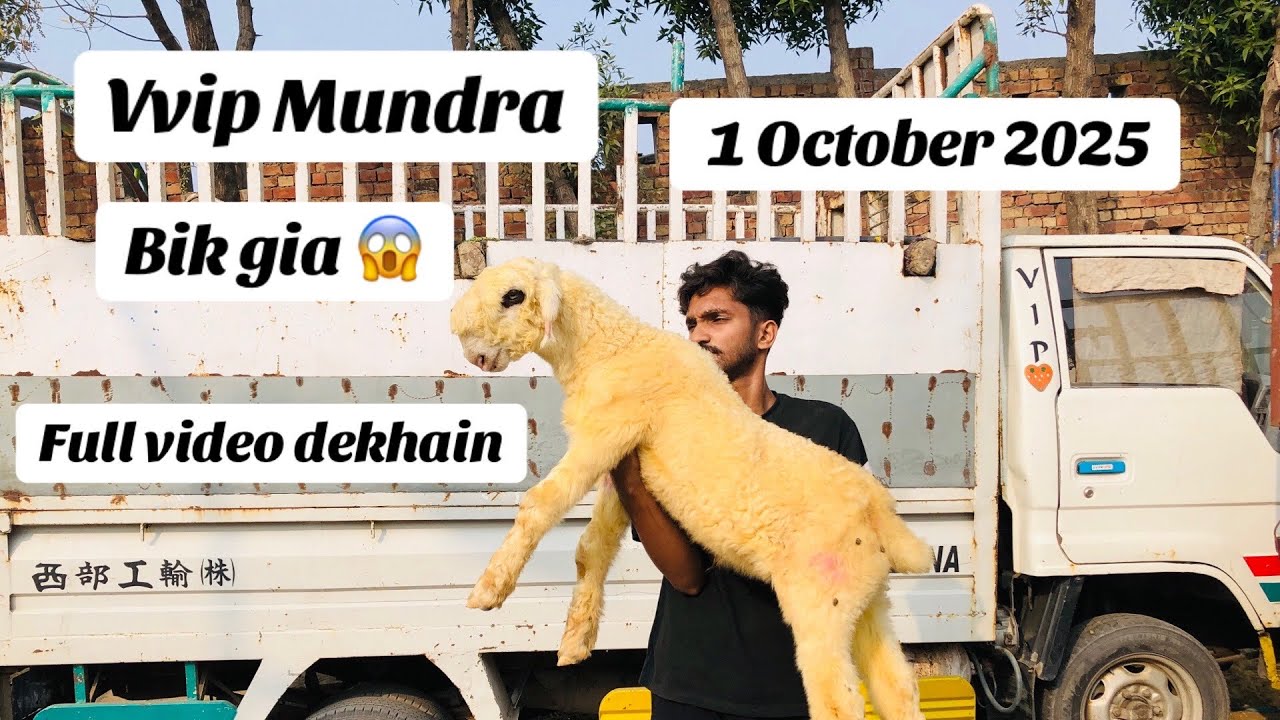 Vvip Mundra 🔥bik gia full video dekhain Wednesday update Shahpur kanjra mandi HS GOAT FARM🐏