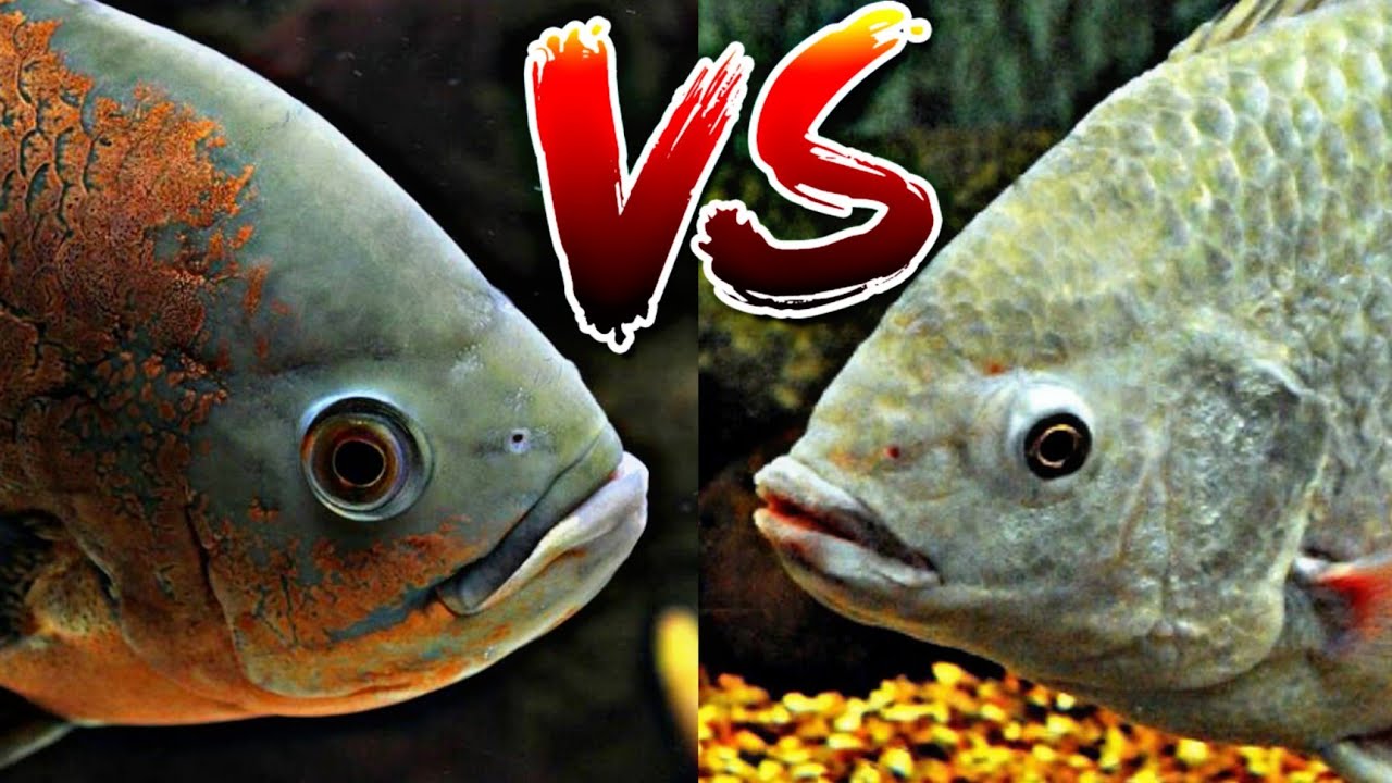 Ciclido oscar vs Tilapia