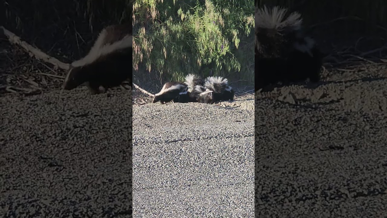 I Passed A Skunk Family While On A Drive #nature #driving #adventure #skunks