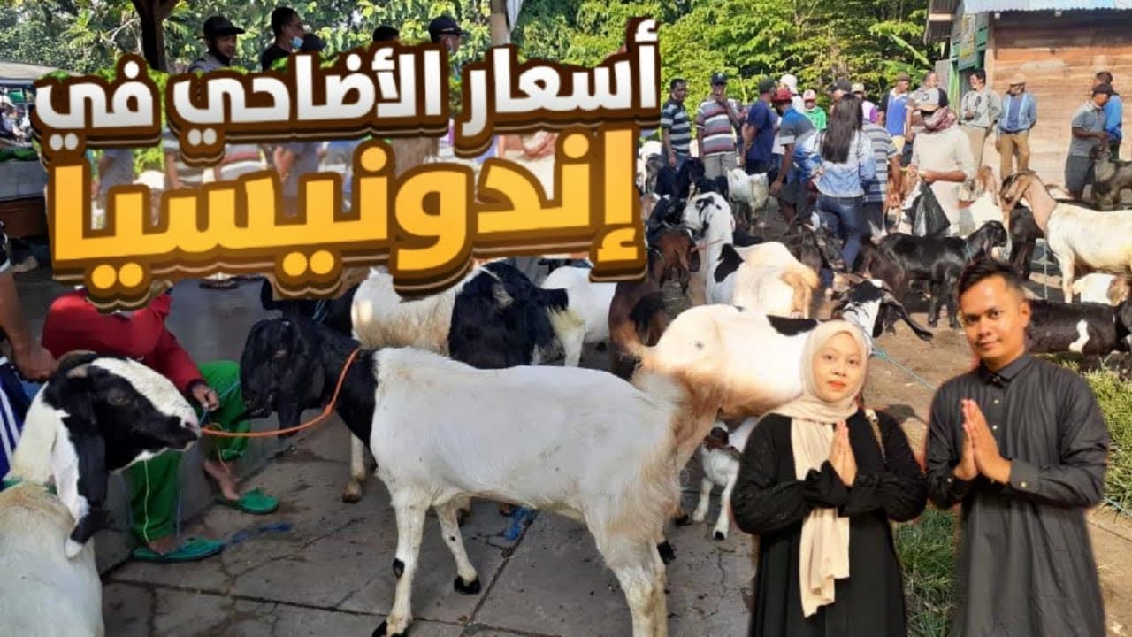 أرخص أسعار الأضاحي في إندونيسيا 2025