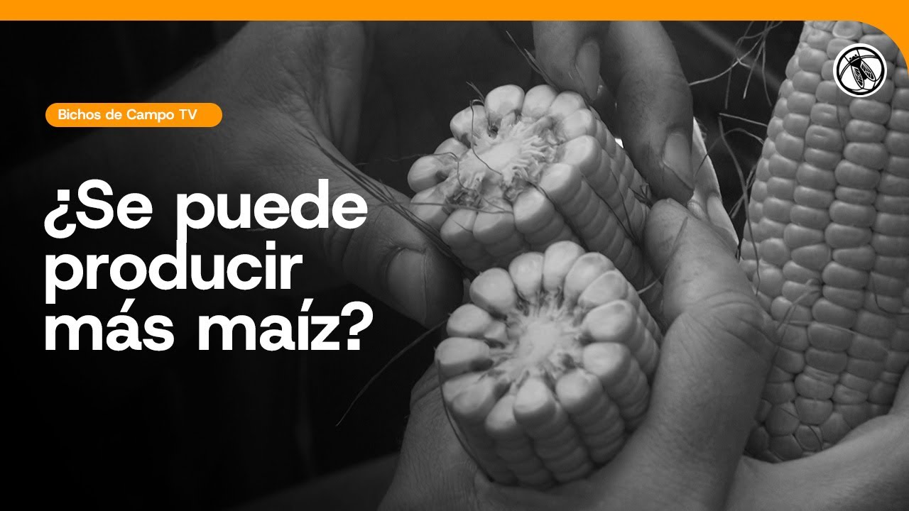 Bichos de Campo TV: ¿Se Puede producir más Maíz?