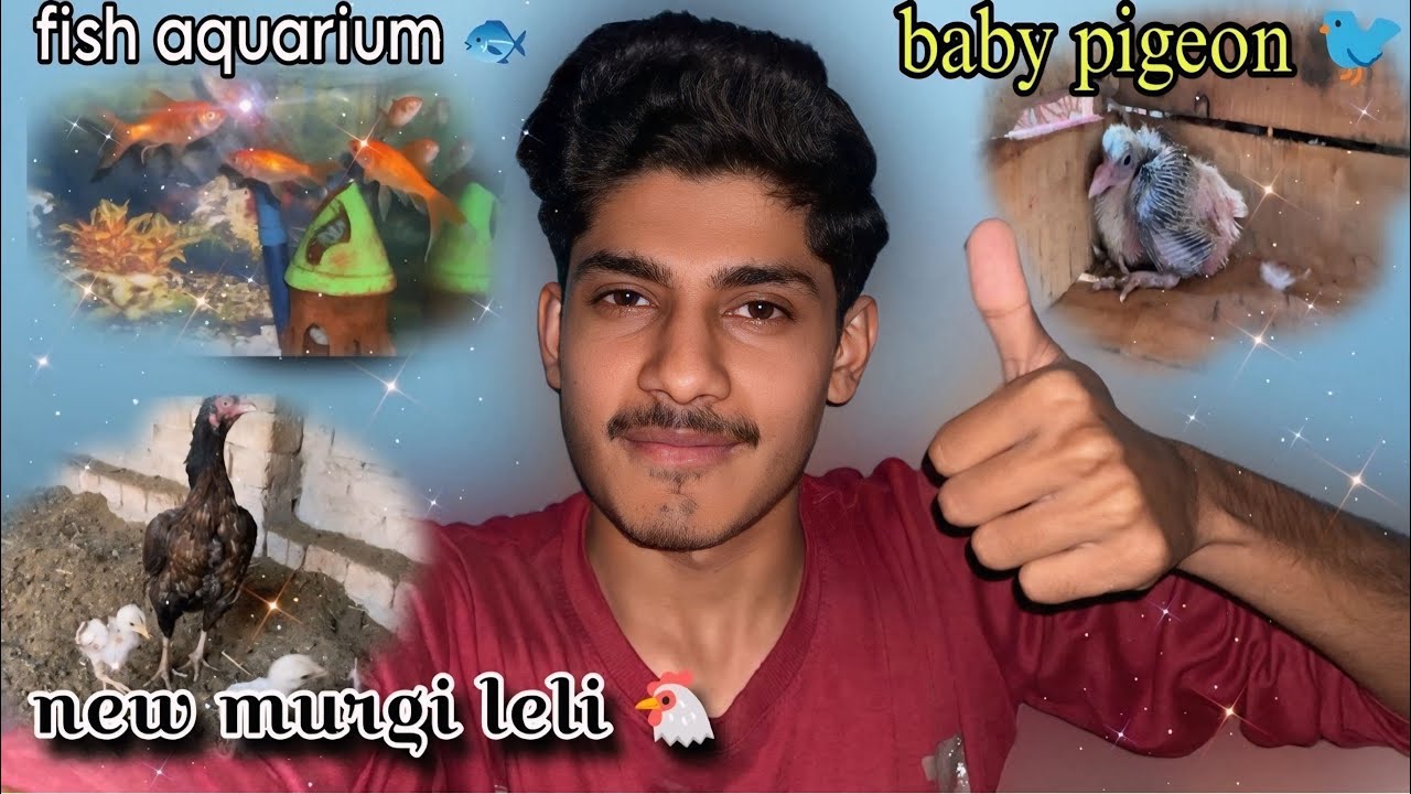 AM SHOWING MY BIRD 🦢🤩|| FISH 🐠 AQUARIUM 🎥