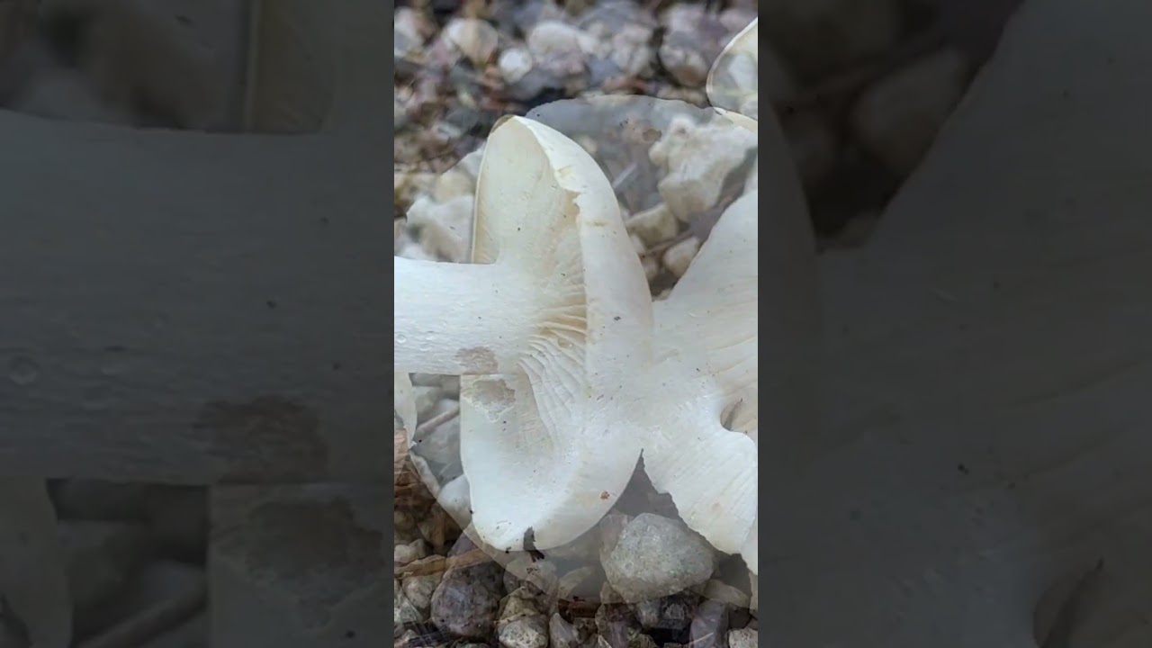 #rasling #pilzesammeln #pilzwanderung  #fungi #pilze #pilzebestimmen #pilzeerkennen #pilzwissen