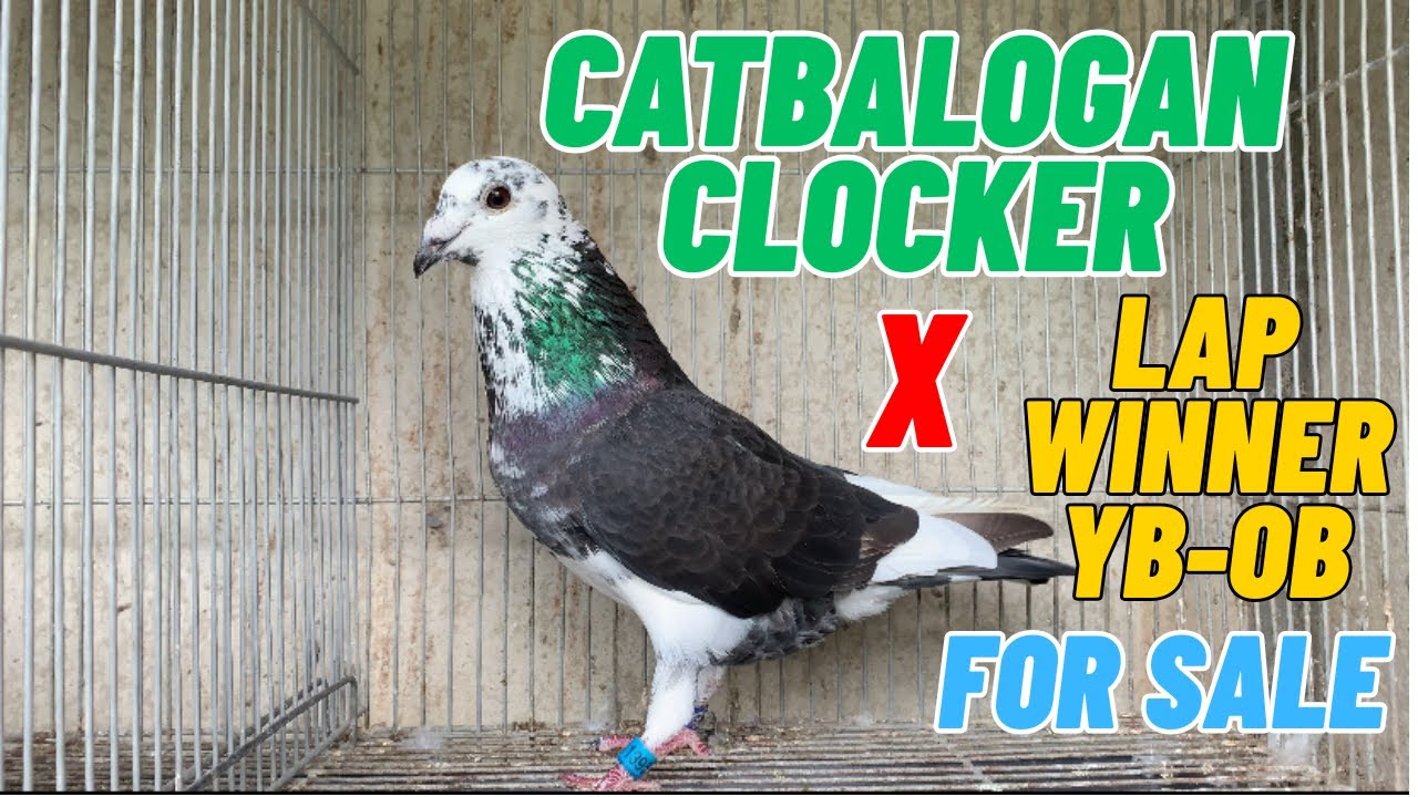 CATBALOGAN CLOCKER CROSS LAP CHAMPION YB-OB
