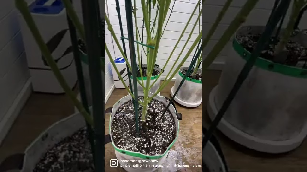 Are you hand watering?