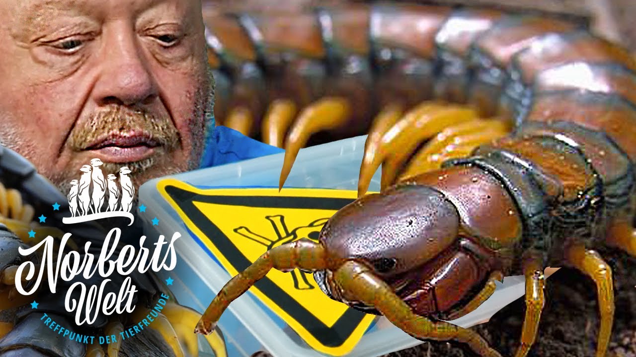 KAUM AUSZUHALTEN - Schaffst du das Video? | #SKOLOPENDRA NORBERTS WELT | Zoo Zajac