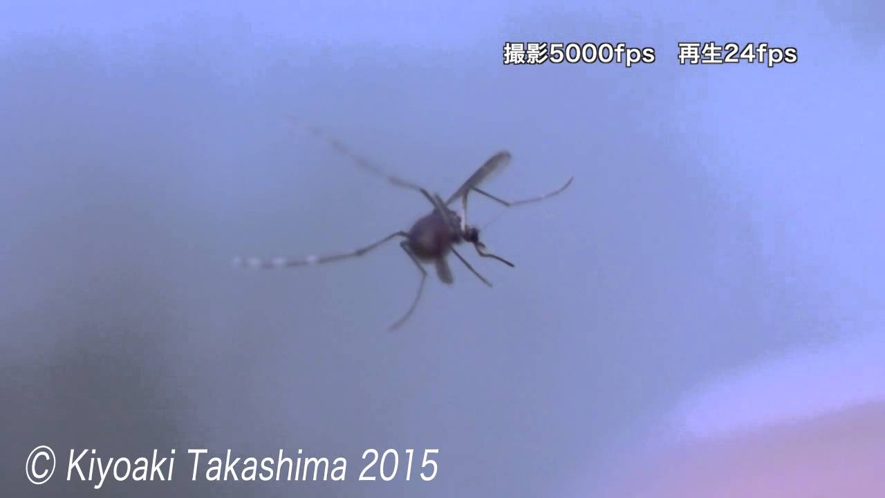 高速度5000FPS　ヒトスジシマカ  Asian Tiger Mosquito