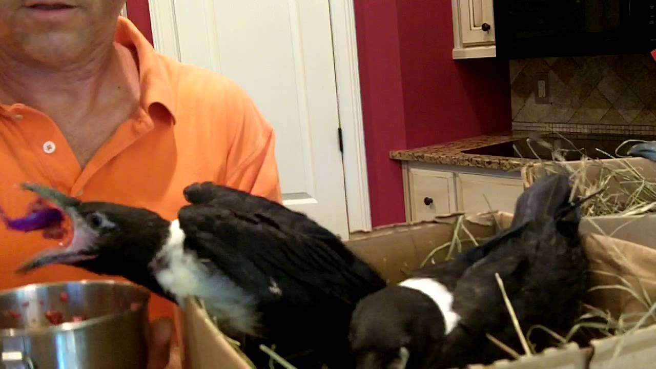 Part 2 of 2 Feeding your baby Corvid