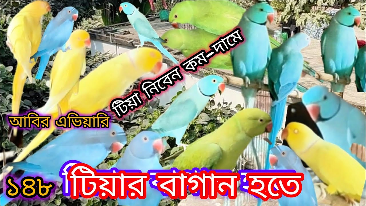টিয়া নিবেন কমদা,মে, টিয়ার বাগান হতে। Take a little tea, May, from the tea garden. আবির এভিয়ারি।