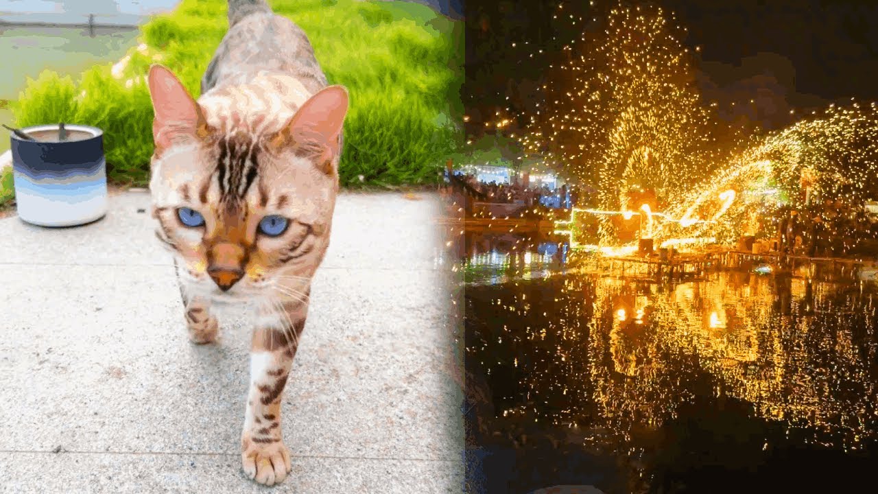 讓八條當院子裡的監工，超級負責的，獎勵它們看打鐵花非遺表演~【小鋒真喵啊】#貓咪小院#貓咪小院