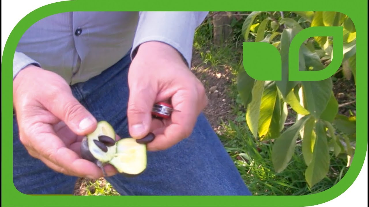 Der selbstfruchtbare Pawpaw Baum Sunflower - Früchte im 3. Jahr nach der Pflanzung