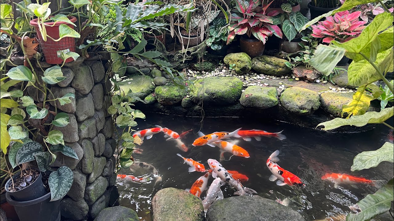 Kolam Koi ala pakne