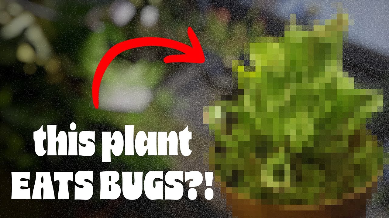 We Made an Animal Eating Terrarium!? | Vlog #001