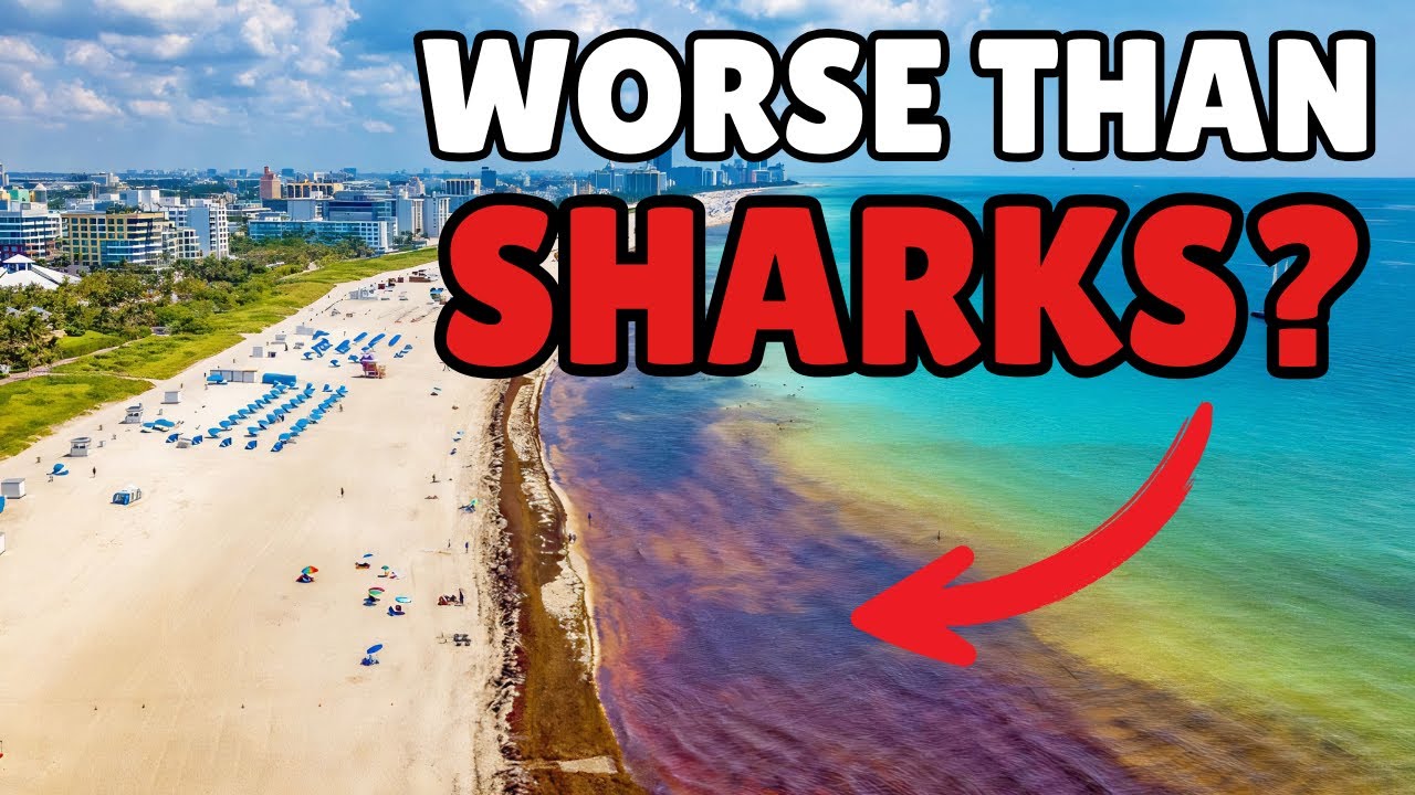 Florida’s Beaches Are Under Attack—By Something Worse Than Sharks
