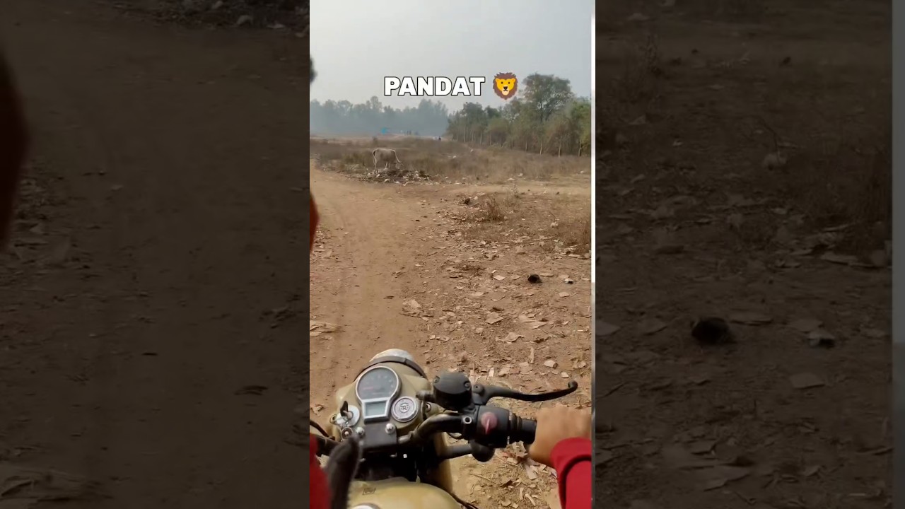 pandat 🦁 