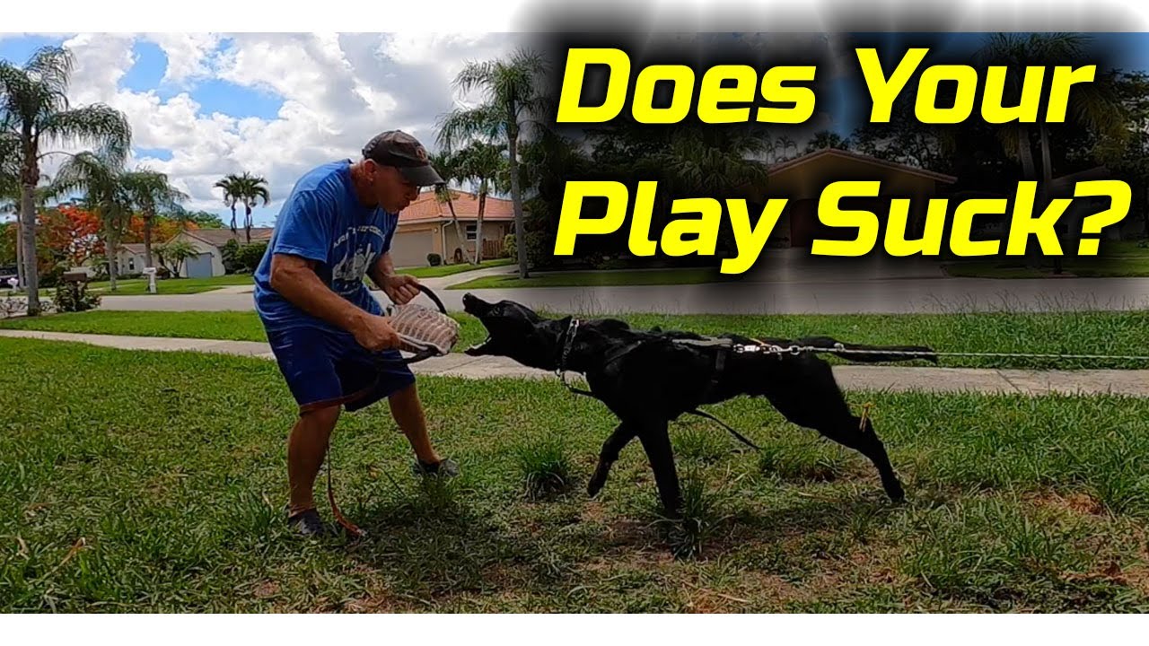 Do Dogs Want To Play With You?  Training Without Conflict