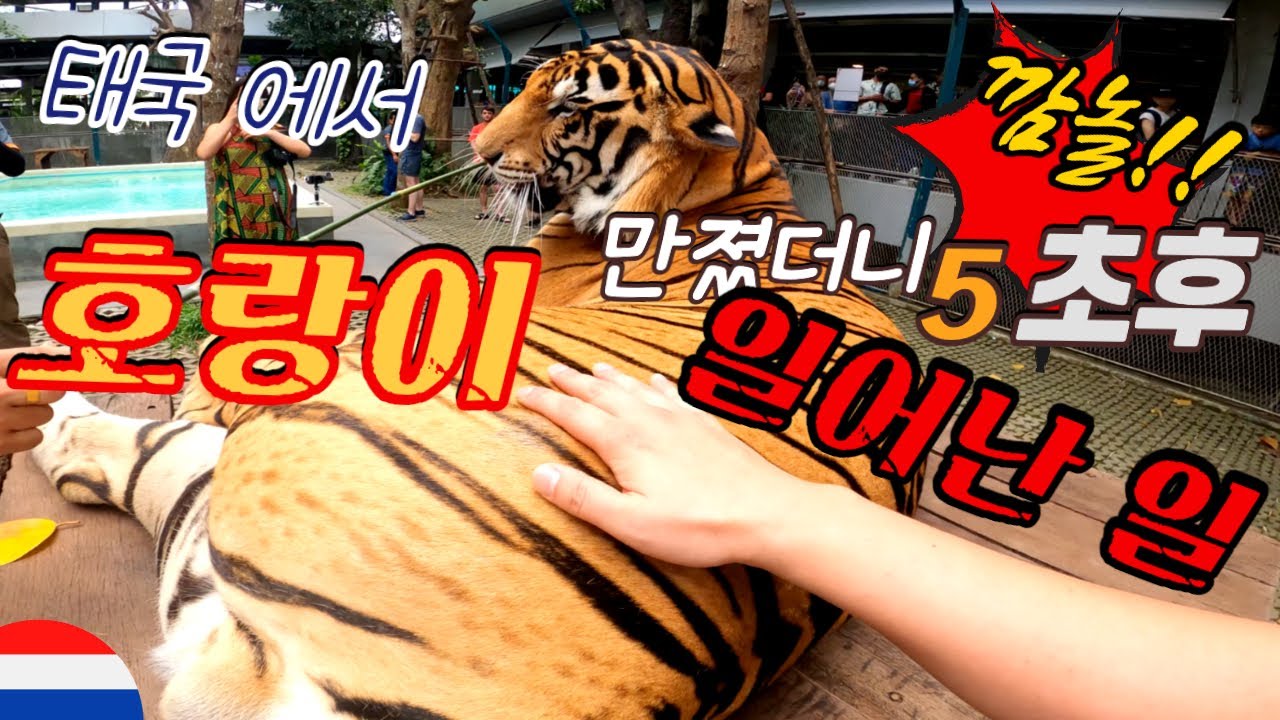 태국🇹🇭에서 호랑이를 직접 만졌더니 5초후 일어난 일